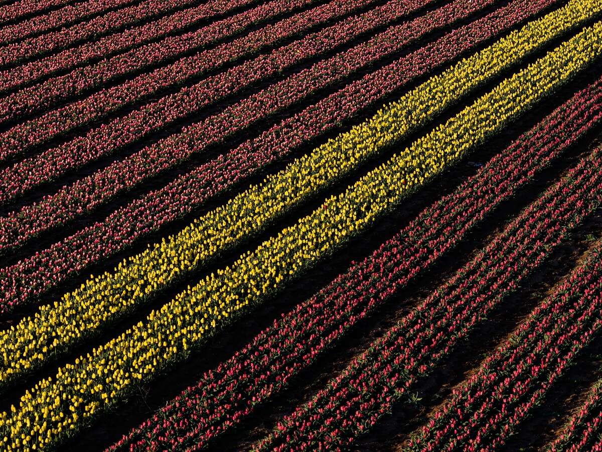 Konya’dan günübirlik kaçanlar çok! Ünlü lale cenneti ziyaretçilerini bekliyor 16